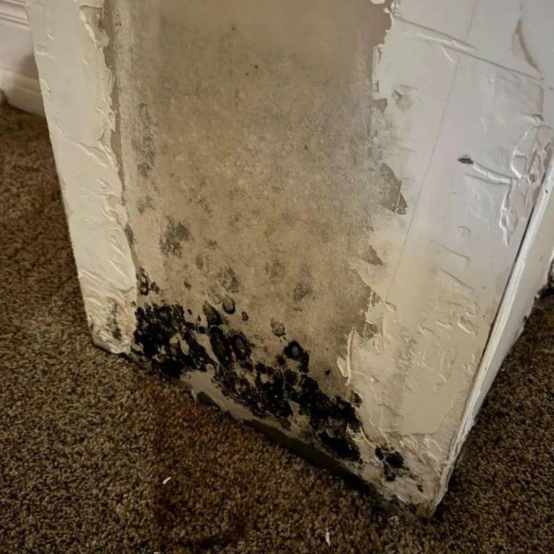 Professional Mold Removal in Redmond, OR